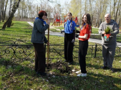 В Таловском районе школьники высадили саженцы сосен и цветы