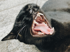 В Аннинском районе ветеринары проведут плановую вакцинацию диких животных