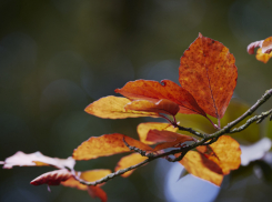 Воронежские синоптики рассказали о погоде в ноябре