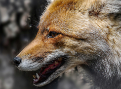 В селах Панинского и Аннинского районов ввели карантин по бешенству животных