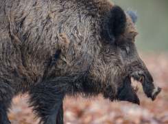 В Воронежской области начали осеннюю вакцинацию диких животных от бешенства