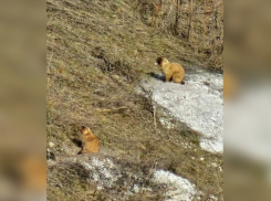 В Воронежской области из зимней спячки вышли байбаки