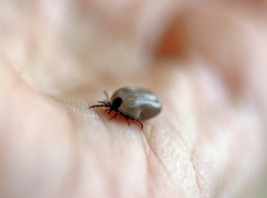 Роспотребнадзор дал прогноз на активность клещей весной в Воронежской области