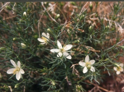 Воронежских дачников могут посадить за выращивание могильника