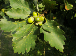 Жителей Воронежской области просят выбрать лучший дуб региона
