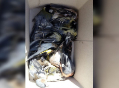 Воронежцев призвали не отлавливать и не покупать лесных птиц на Благовещение