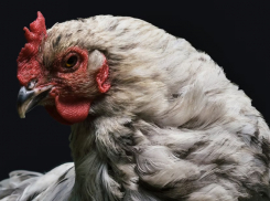 В Бобровском районе экологи выявили нарушения в работе «перьевого» КФХ