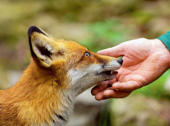 В Воронежской области лисы стали чаще жить в населённых пунктах