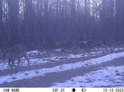 В Воронежском заповеднике любопытный косуленок попал в объектив фотоловушки