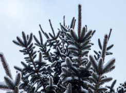 В лесничествах Воронежской области перед Новым годом незаконно вырубили 34 сосны