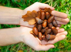 В лесах Воронежской области собрали первую тонну желудей