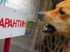 В Анне отменили карантин по бешенству
