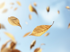 Жителей Воронежской области предупредили о сильном ветре с порывами до 17 м/c