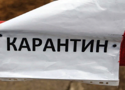 В поселке Аннинского района сняли карантин по бешенству