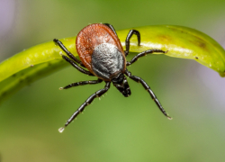 В Воронежской области от клещей пострадали 65 человек