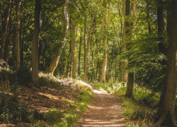 В Воронежской области за неделю провели 287 рейдов в лесах