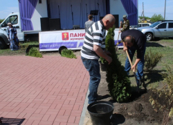 В панинском селе активисты высадили туи в память о земляках – участниках ВОВ