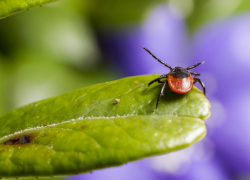 В Воронежской области за неделю от клещей пострадали 173 человека