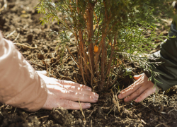 В Воронежской области на 112% перевыполнили план по весенней посадке леса