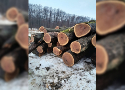 В Бобровском районе начали вырубку вековых дубов