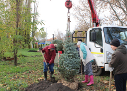 В парке бобровского села Коршево высадили хвойные деревья