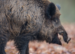 В Воронежской области за полгода выявили 15 случаев бешенства у животных