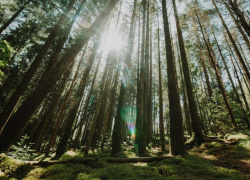 В 2025 году в Воронежской области обнаружили 306 карантинных объектов