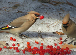 Воронежские специалисты опровергли миф о «птичьем запое»