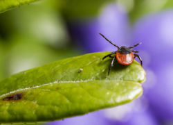 В Воронежской области начала работать горячая линия по профилактике клещевого энцефалита