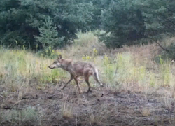 Волк и пятеро волчат попали на видео в Хоперском заповеднике