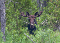 Автомобилистов в Воронежской области предупредили о лосях на дорогах