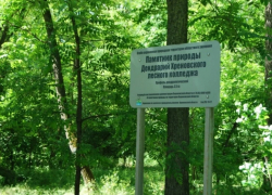 Хреновской лесной колледж проведёт бесплатную экскурсию по дендрарию