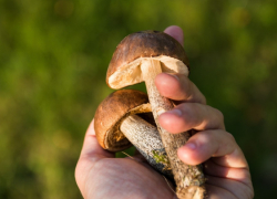 В 2025 году в Воронежской области грибами отравились 46 человек