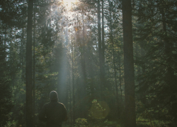 В Воронежской области введут запрет на посещение лесов