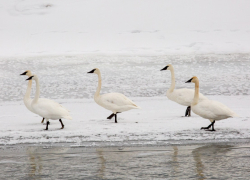 Жителям Воронежской области предлагают принять участие в акции «Серая шейка»