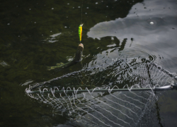В Аннинском районе рыбаков оштрафовали за ловлю карпов в чужом пруду