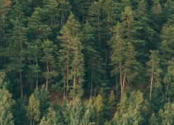 Жителям Воронежской области напомнили о штрафах за незаконную вырубку сосен