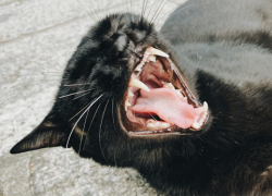 В панинском посёлке Тойда 1-я отменили карантин по бешенству