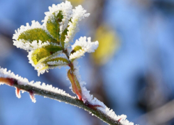 В Воронежской области объявили штормовое предупреждение из-за заморозков до -2