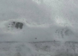 В Хоперском заповеднике после зимней спячки проснулся барсук