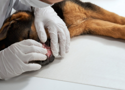 В Таловском районе проводят бесплатную прививку от бешенства