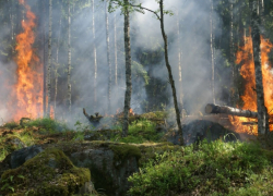 В Воронежской области зарегистрировали почти 1 тыс случаев горения сухой травы