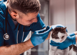 В Воронежской области распространяется фейк об отправке ветеринаров в зону СВО