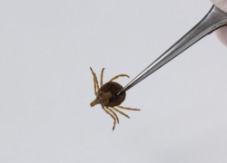 В Воронежской области от укусов клещей пострадали 515 человек