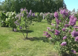 В таловском селе Александровка зацвела сиреневая аллея