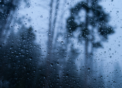 В Воронежской области планируют ввести режим ЧС из-за погибших при заморозках посевов