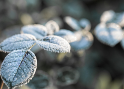 В Воронежской области отменили режим ЧС в сельском хозяйстве