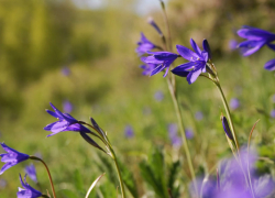 В Воронежскую область пришло метеорологическое лето