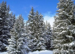 В Воронежской области стартовала «Операция «Ель» по борьбе с лесными браконьерами