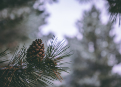 В лесничествах Воронежской области сжигают неликвидную древесину